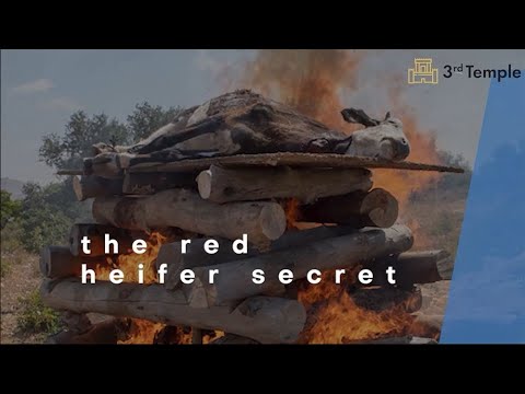 The Red Heifer secret