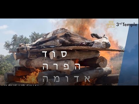 סוד פרה אדומה